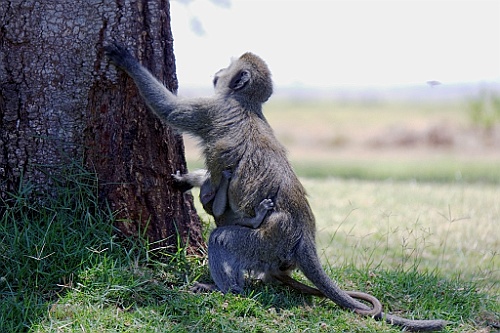 Kenia (193)